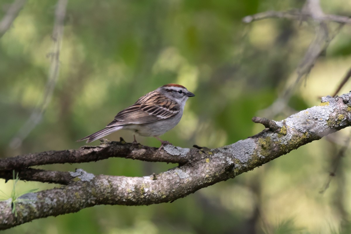Chipping Sparrow - Suzanne Labbé