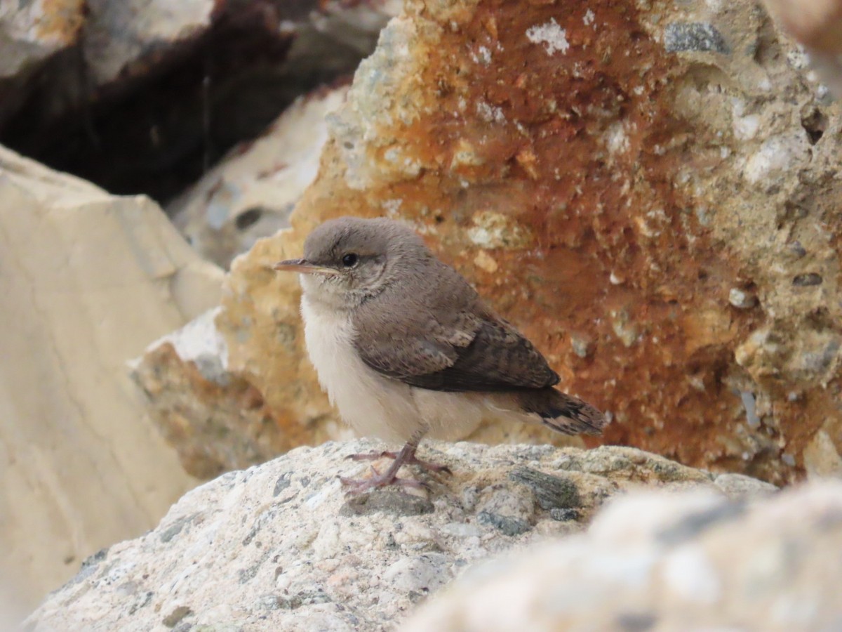 Rock Wren - ML619188388