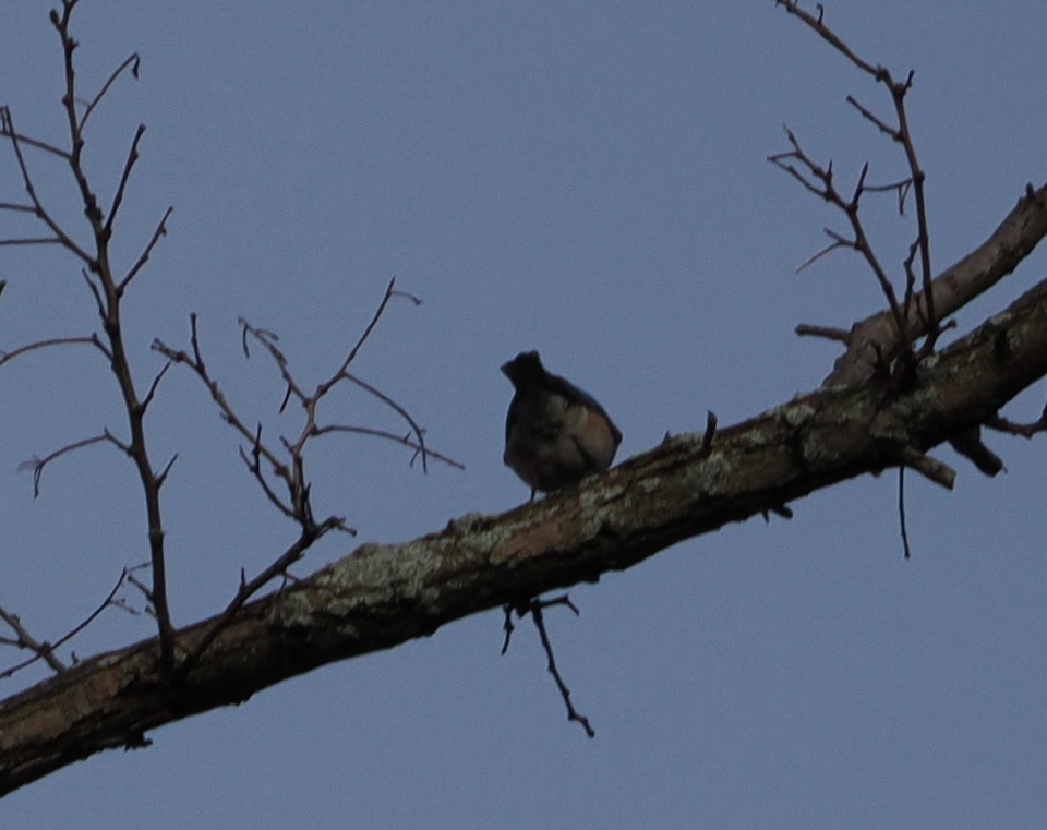 Eastern Bluebird - Evan Schumann