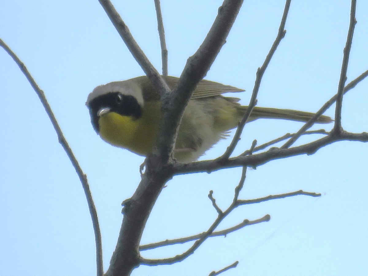 Common Yellowthroat - Michel Turcot