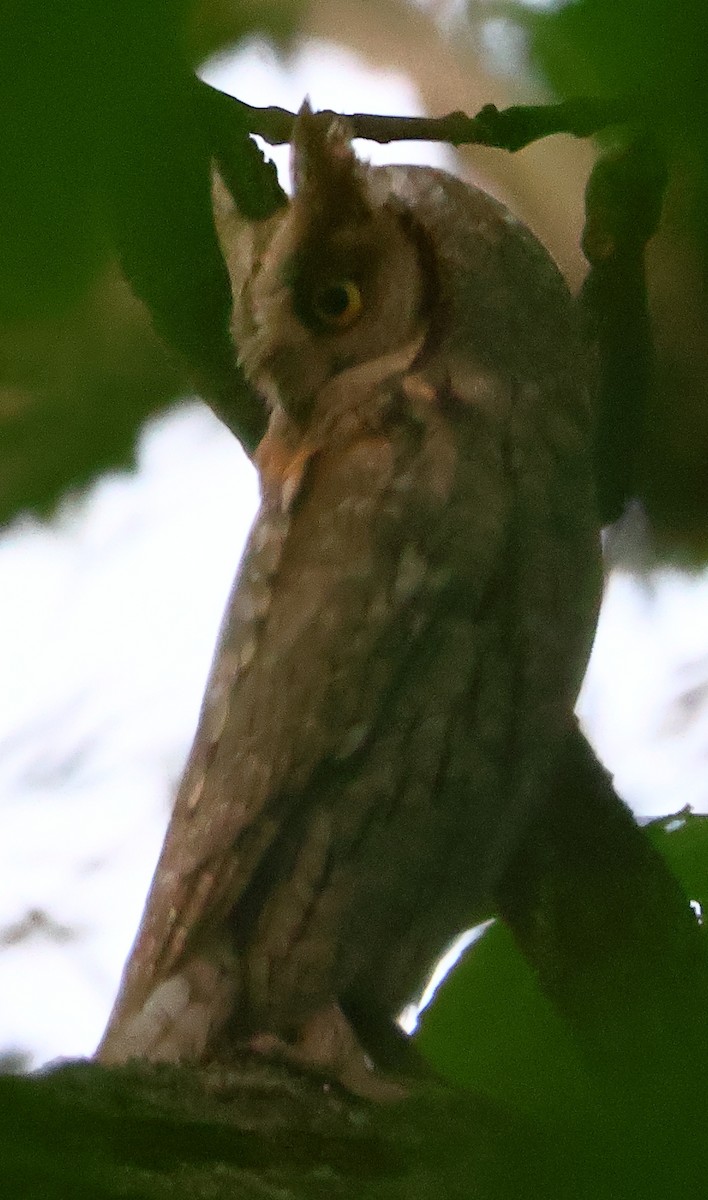 Eurasian Scops-Owl - Egor Loboda