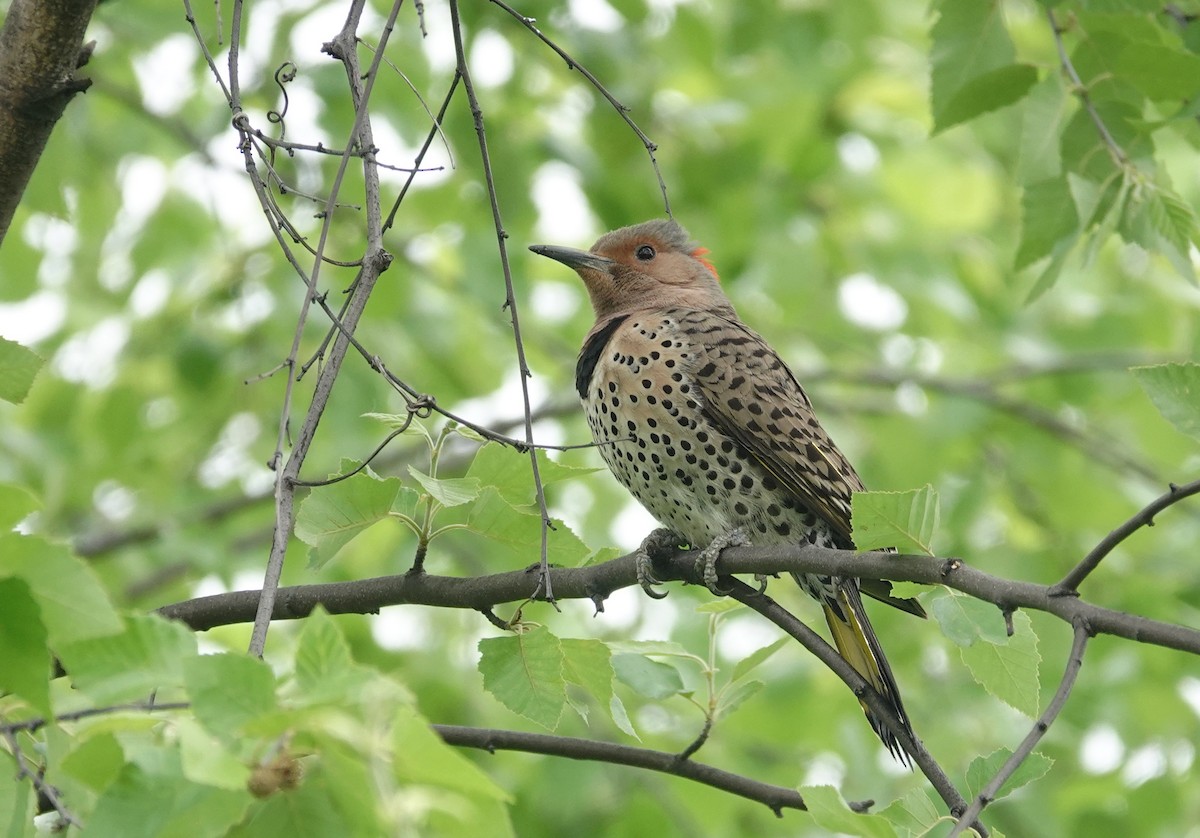 Northern Flicker - Don Burggraf