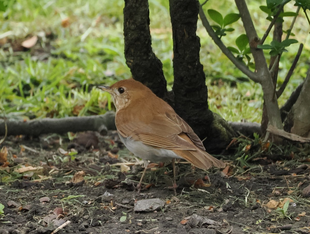 Veery - Evan Schumann