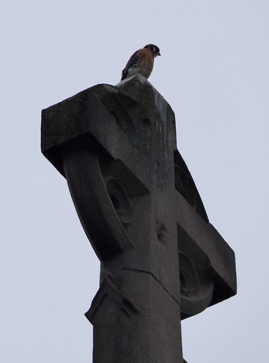 American Kestrel - ML619188420