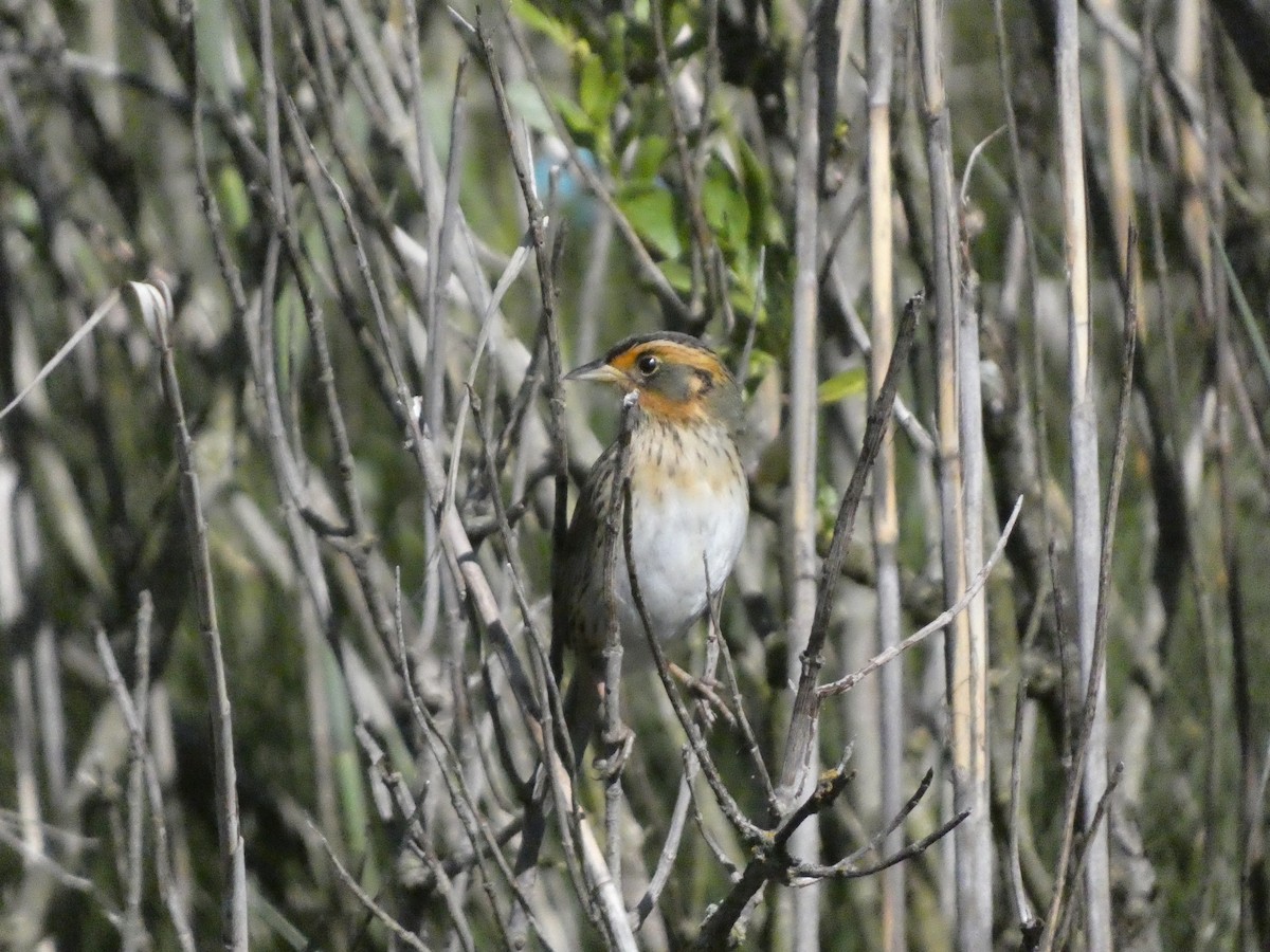 Saltmarsh Sparrow - ML619188429