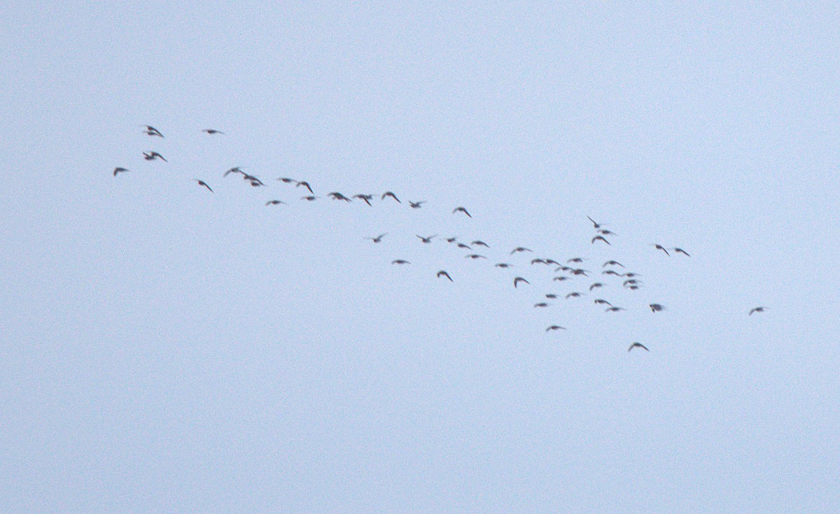 shorebird sp. - ML619188434