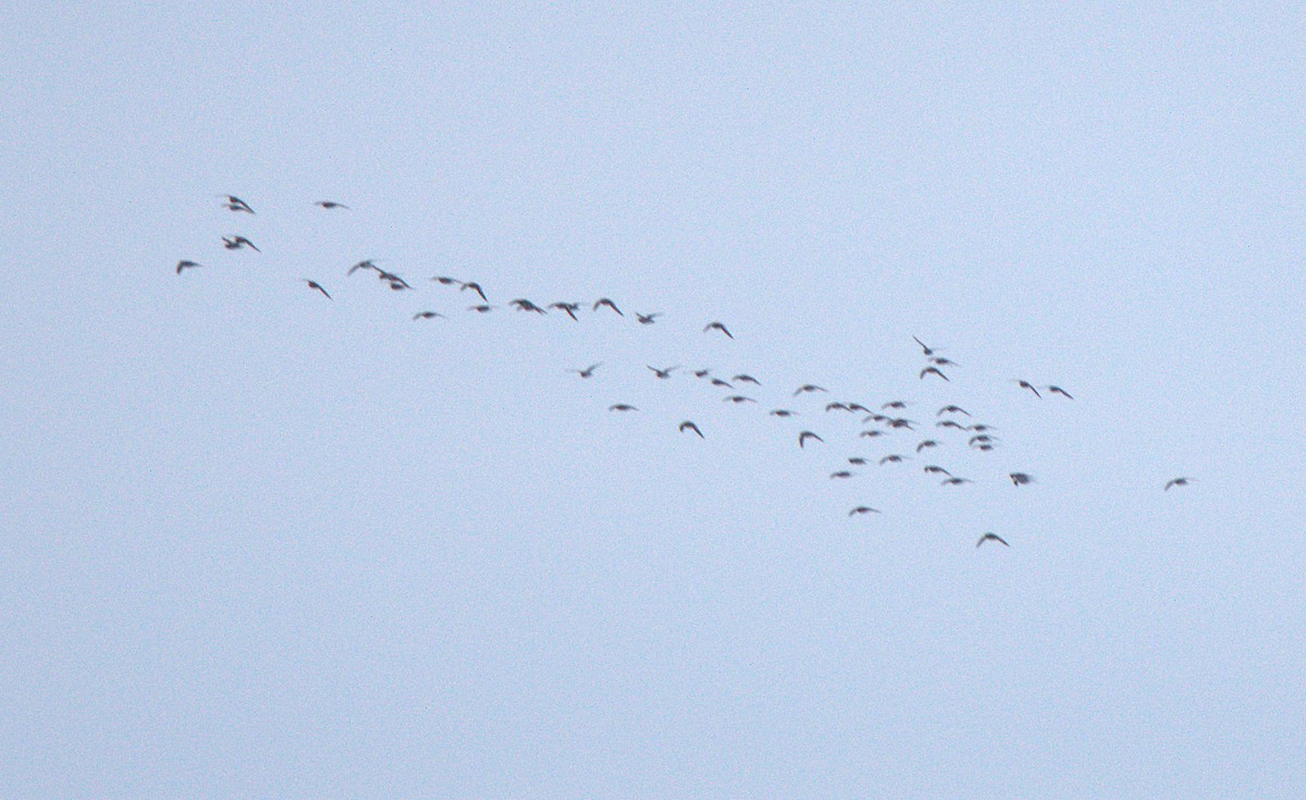 tanımsız Charadriiformes sp. - ML619188434