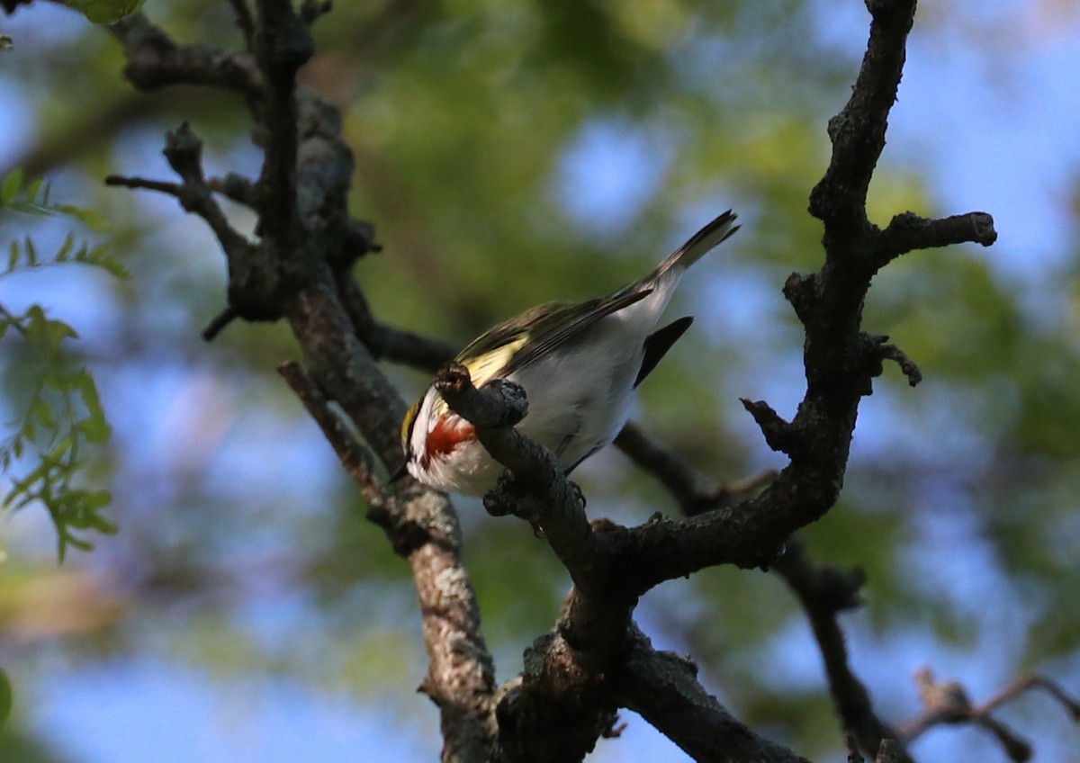 Chestnut-sided Warbler - Susan Szeszol