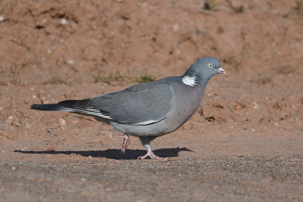 Common Wood-Pigeon - Andreas Deissner