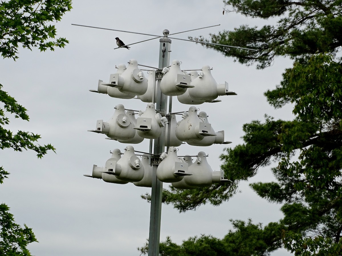 Purple Martin - ML619188445