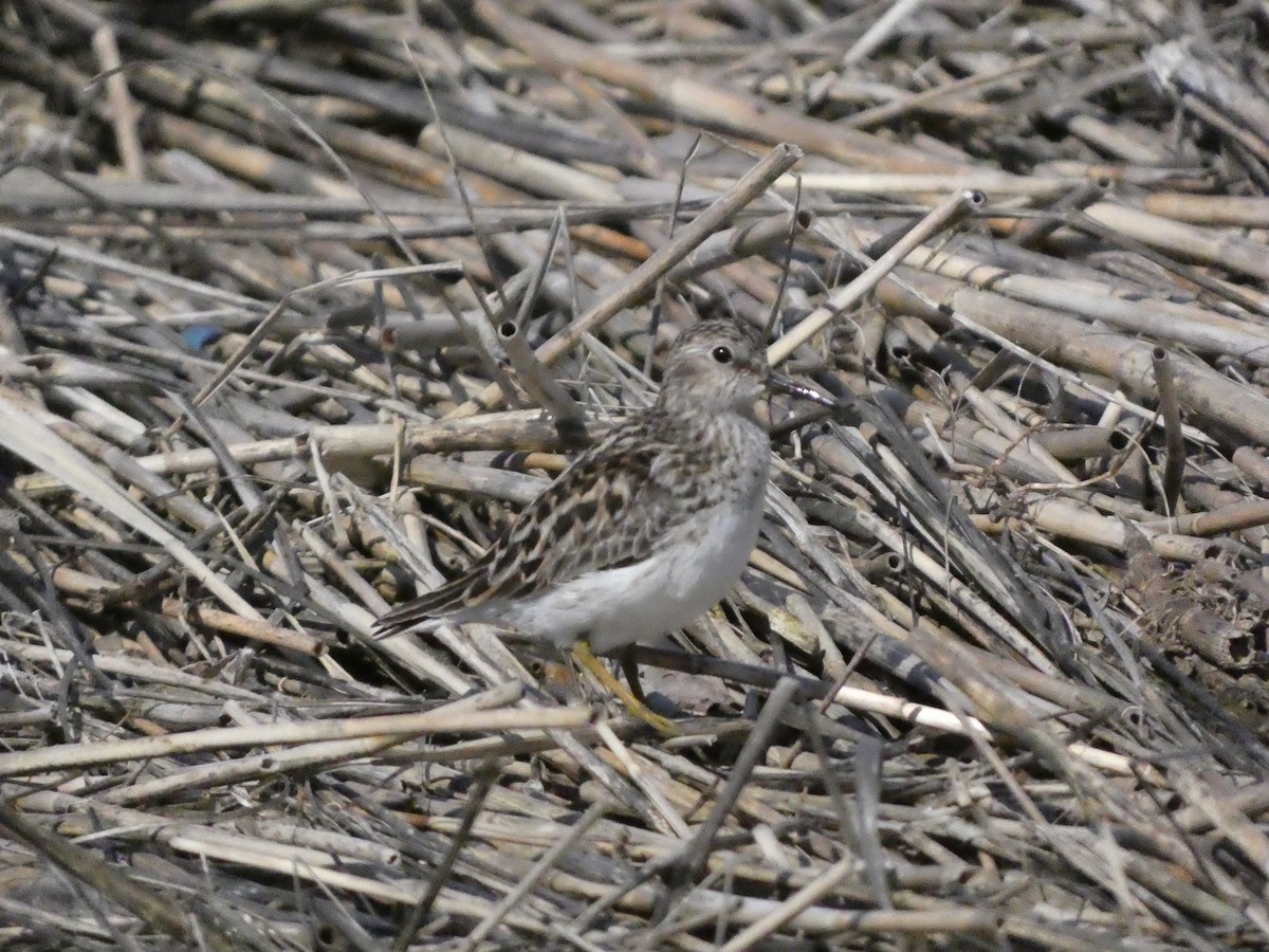 Least Sandpiper - ML619188460