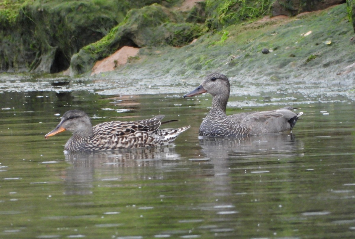 Gadwall - ML619188462