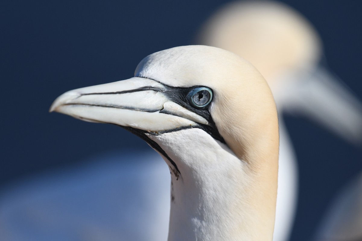 Northern Gannet - ML619188464