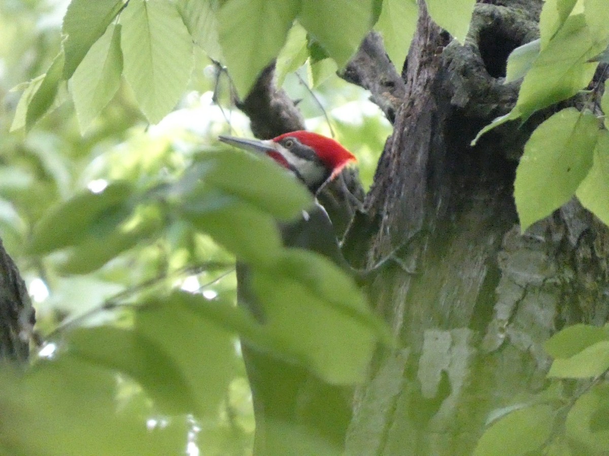 Pileated Woodpecker - ML619188479