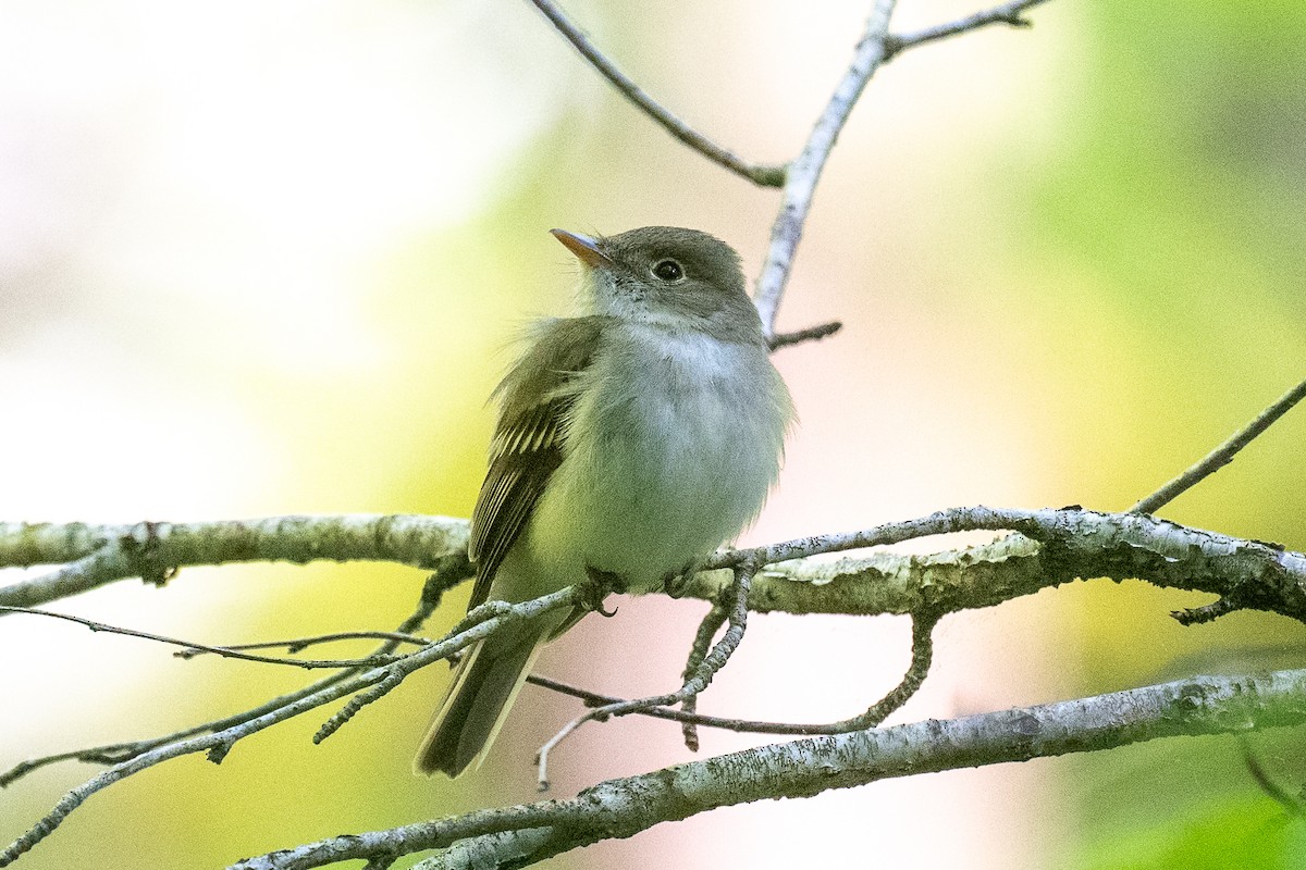 Acadian Flycatcher - Barry Marsh