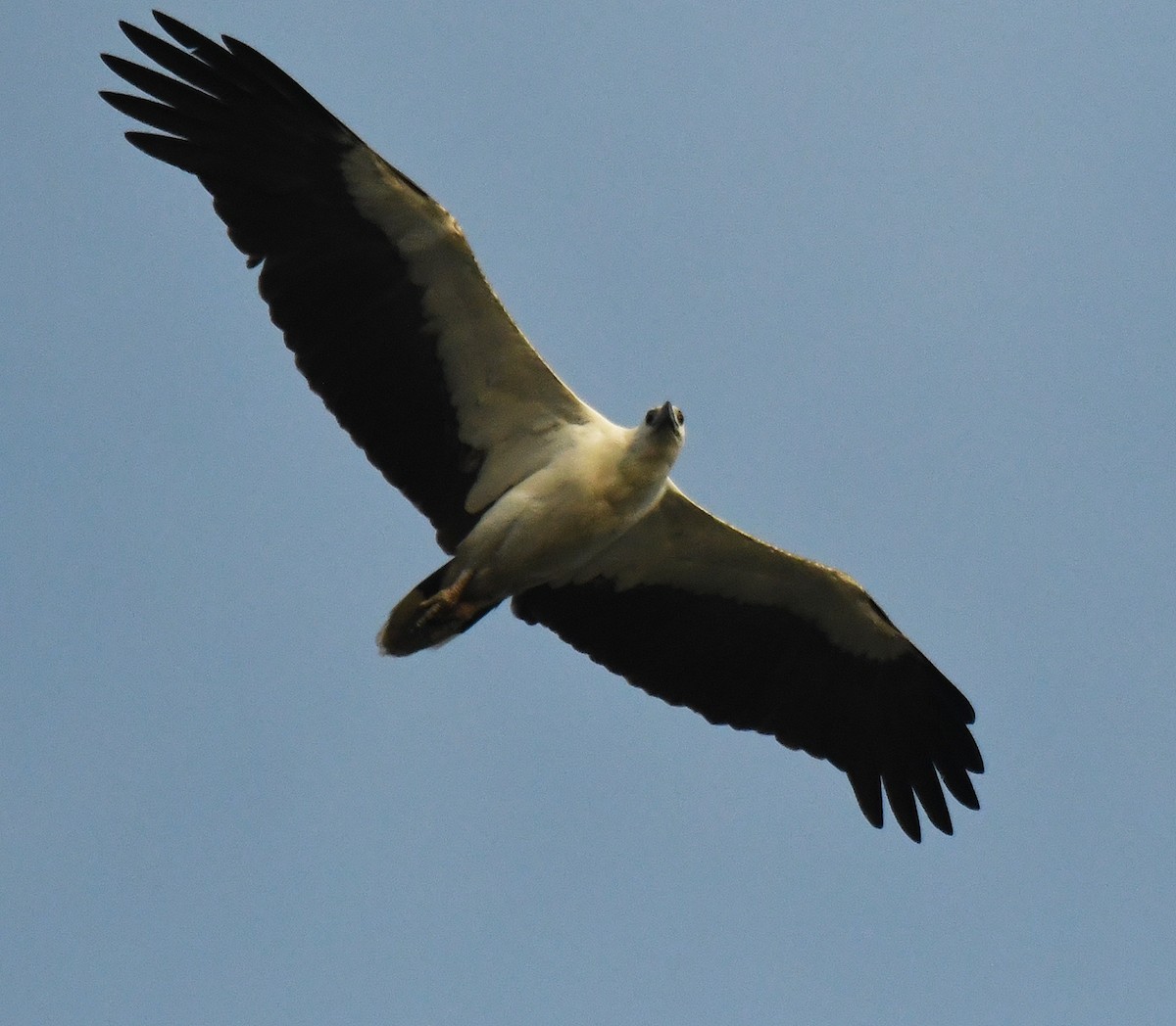 White-bellied Sea-Eagle - Noreen Weeden