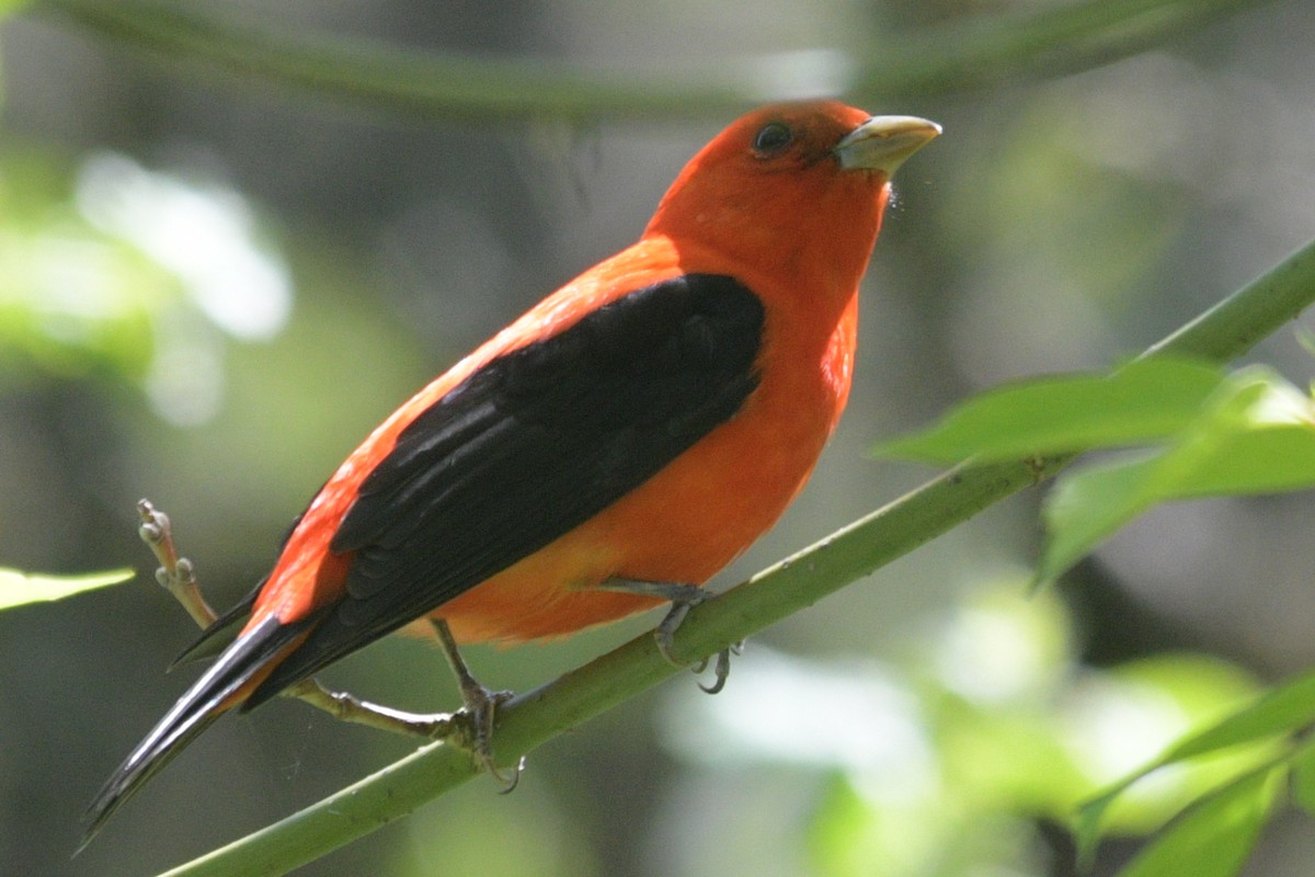 Scarlet Tanager - Alan and Debbie Dickinson