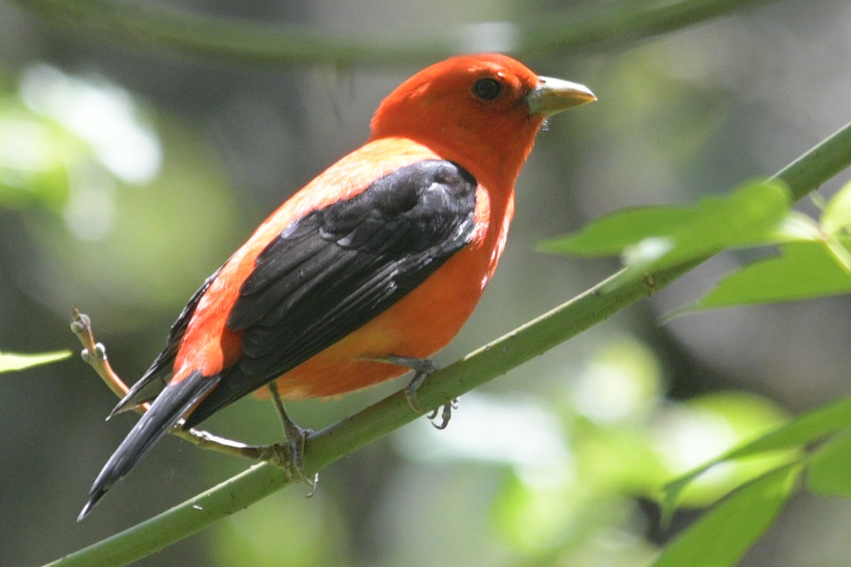 Scarlet Tanager - Alan and Debbie Dickinson