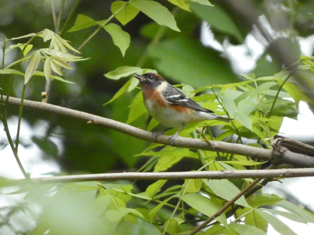Bay-breasted Warbler - ML619188541
