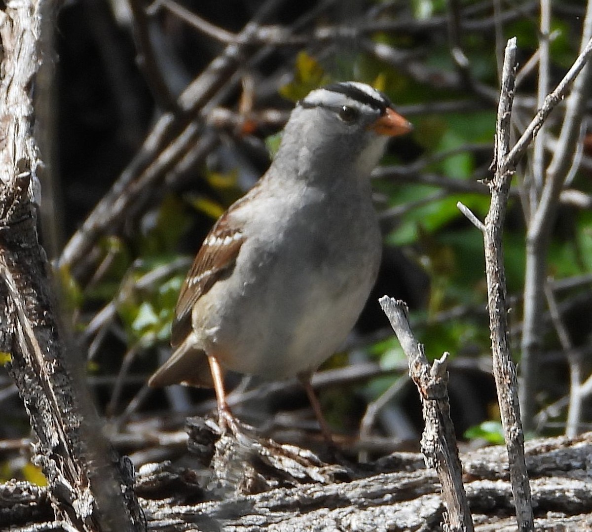 White-crowned Sparrow - Chris Callinicos