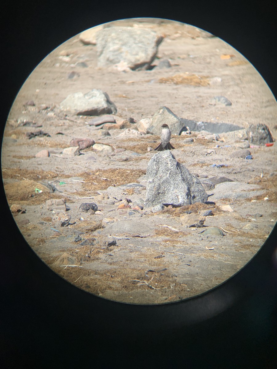 Dark-faced Ground-Tyrant - Tomás Rojas Del Pozo