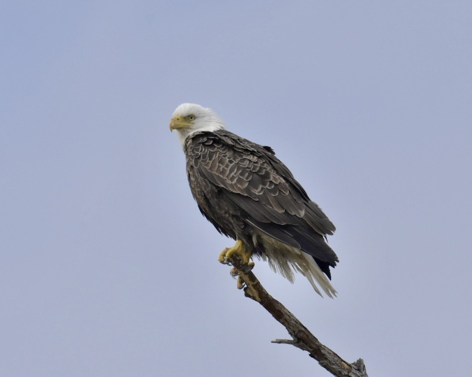 Ak Başlı Kartal - ML619188586