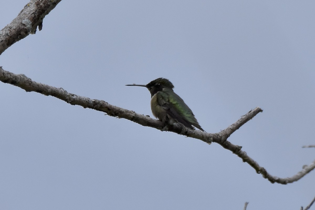 Ruby-throated Hummingbird - Benoit Goyette