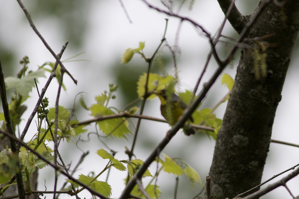 Canada Warbler - James Kroeker