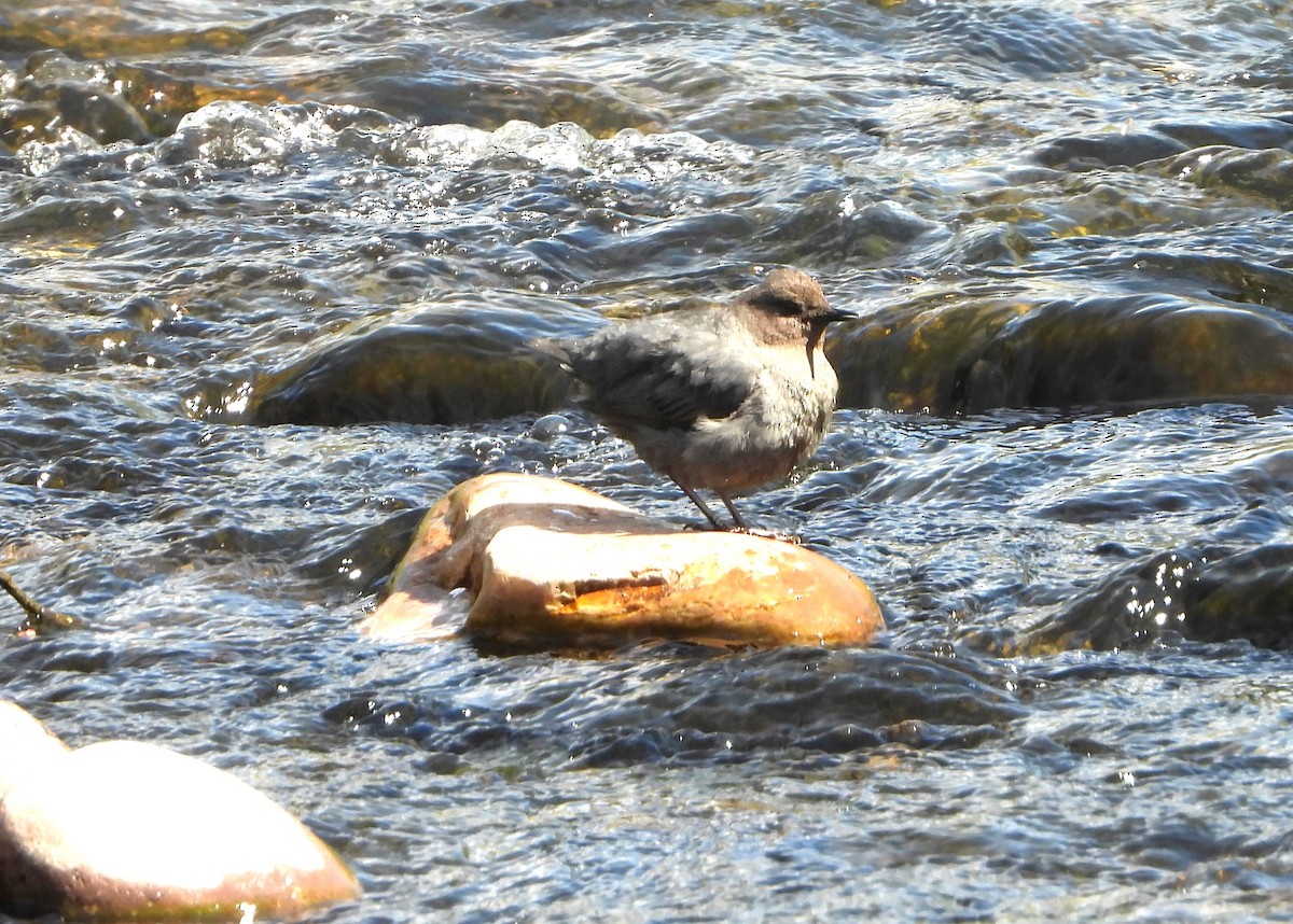 American Dipper - ML619188632