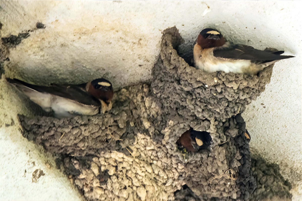 Cliff Swallow - Dale Bargmann