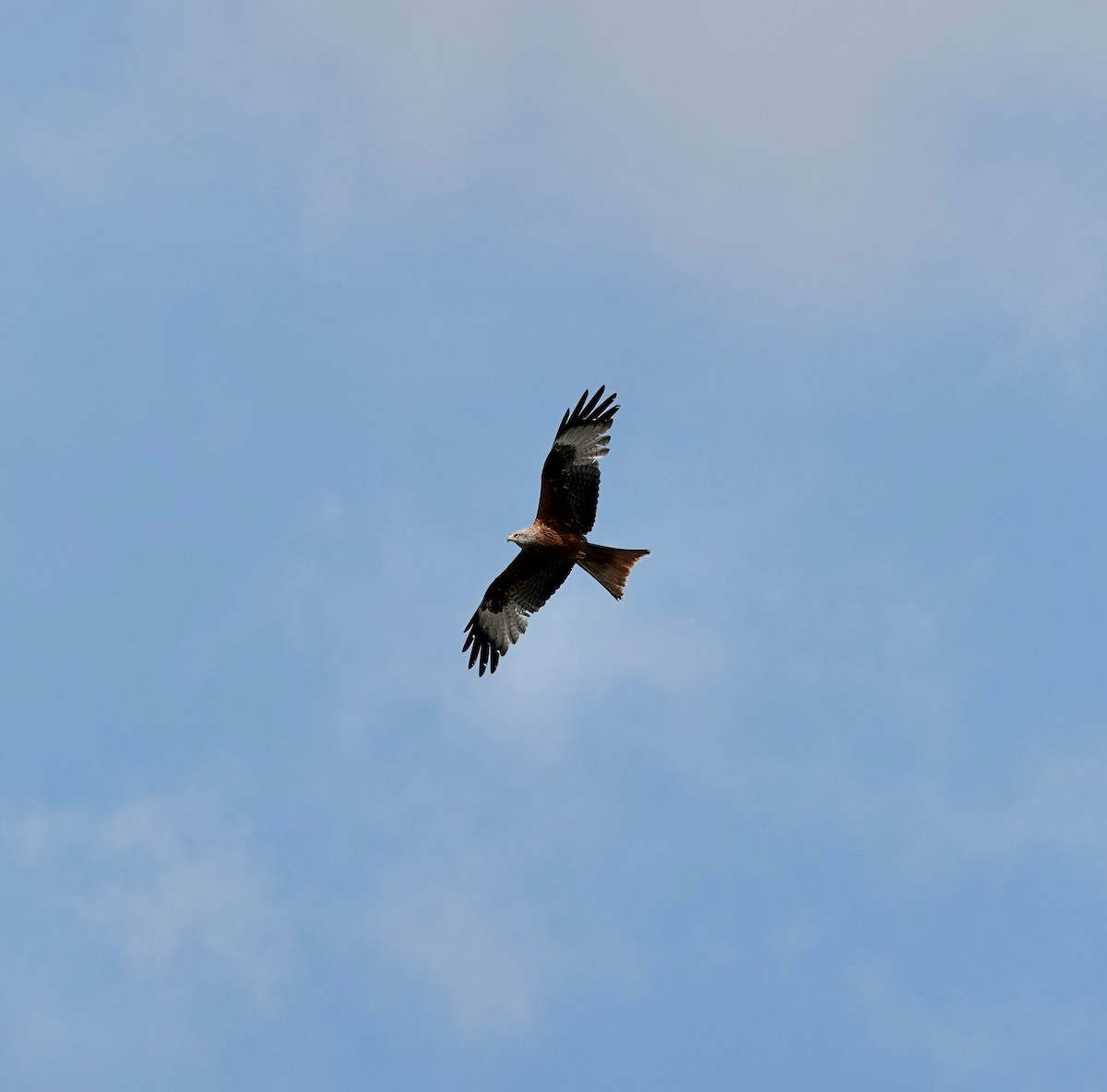 Red Kite - Andrew Bailey