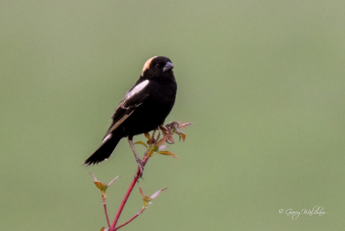 Bobolink - ML619188676