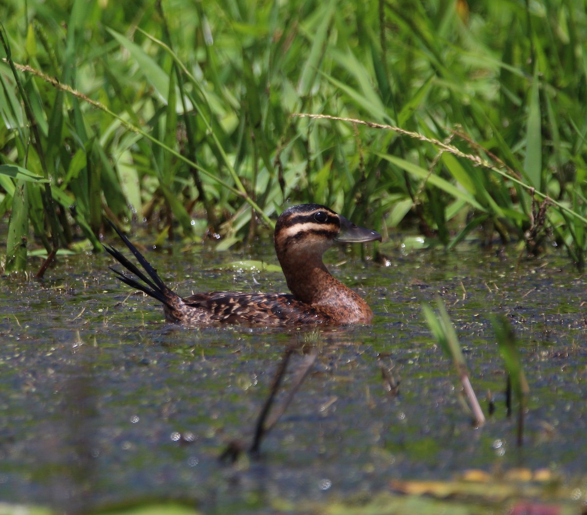 Masked Duck - ML619188697