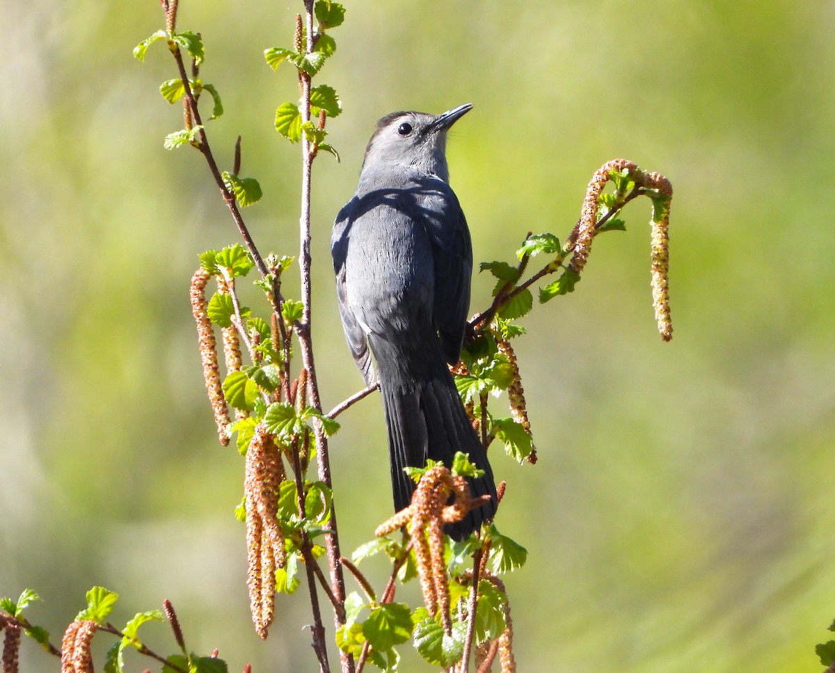 kattespottefugl - ML619188698