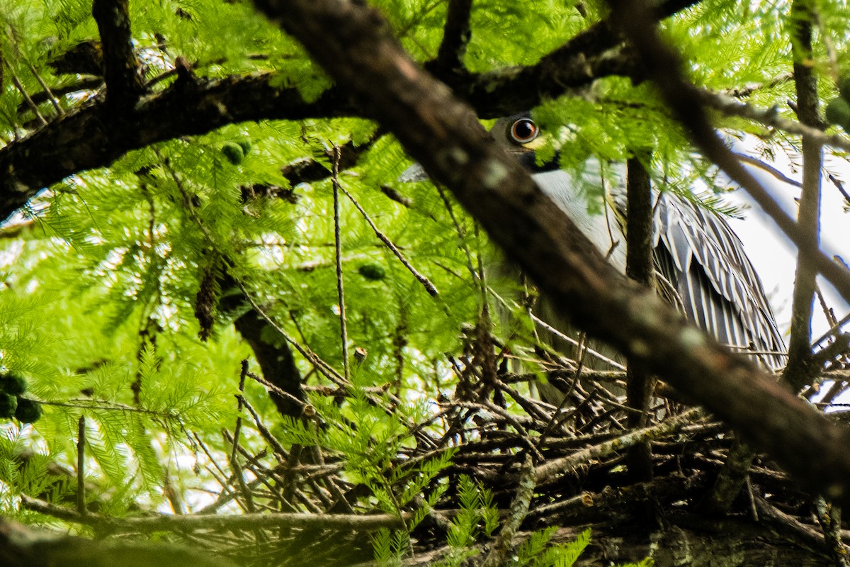 Yellow-crowned Night Heron - Dale Bargmann