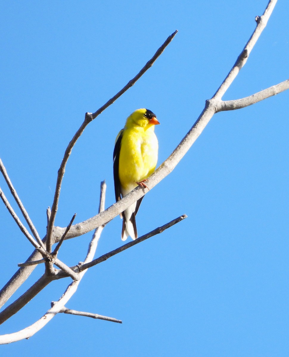 American Goldfinch - ML619188705