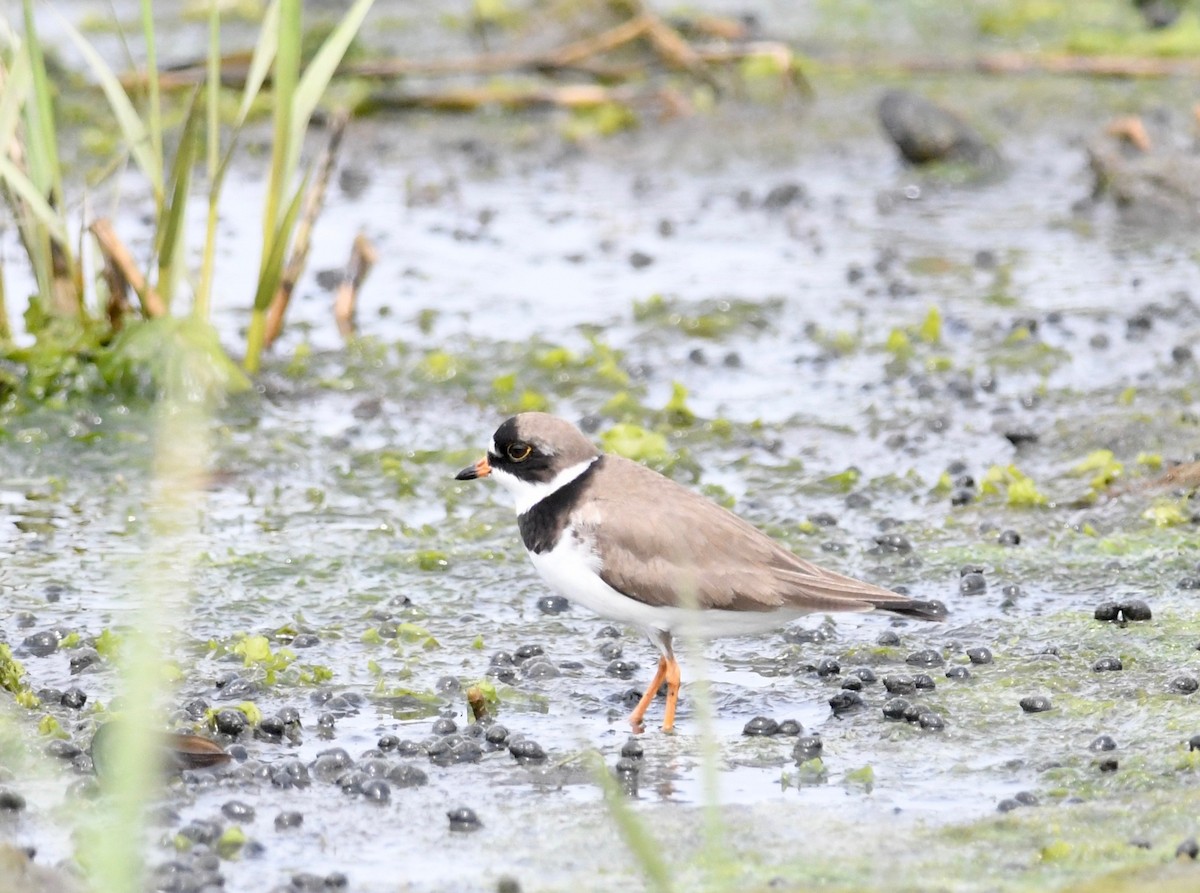 Semipalmated Plover - Peter Paul