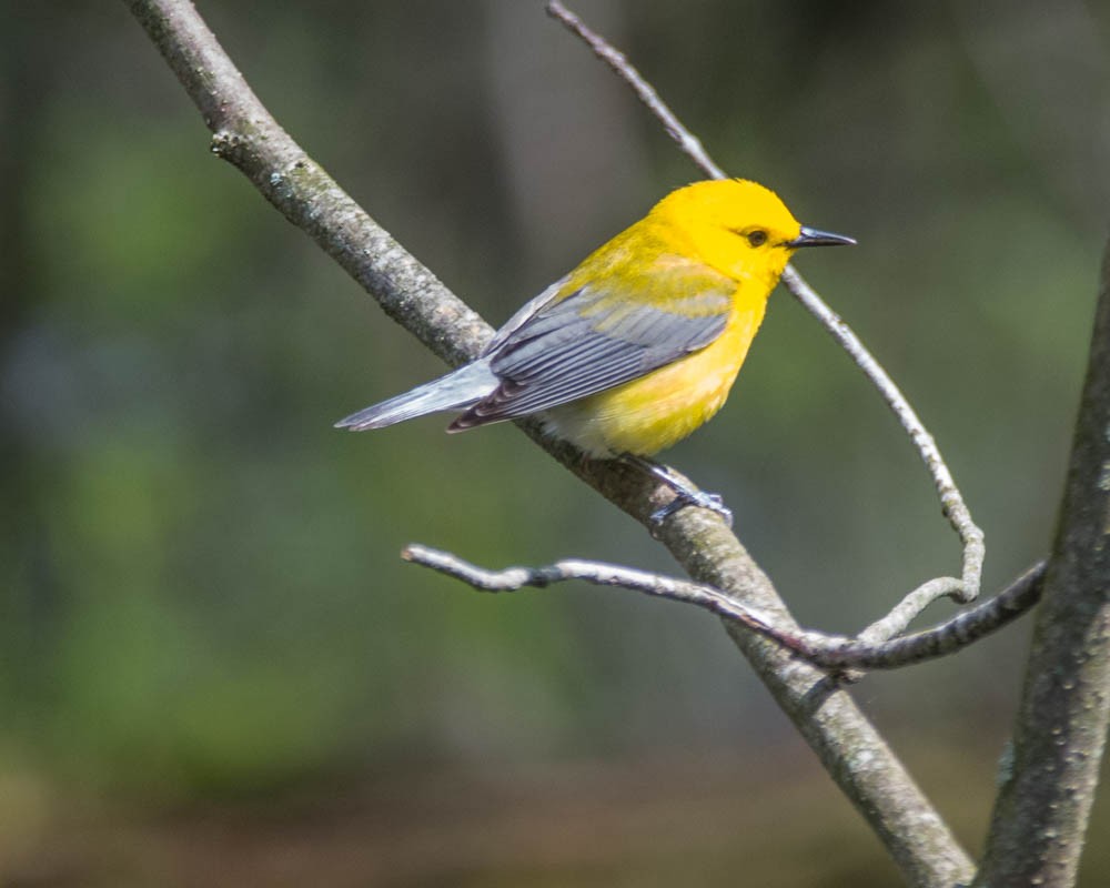 Prothonotary Warbler - JW  Mills