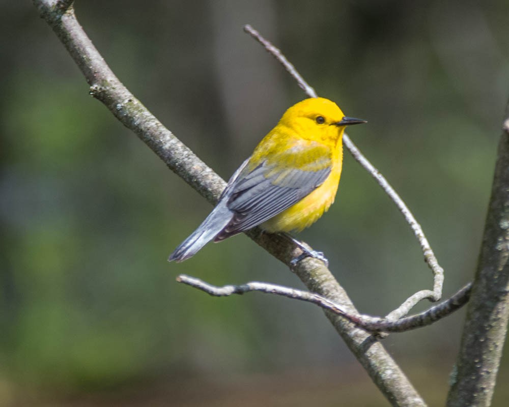 Prothonotary Warbler - JW  Mills