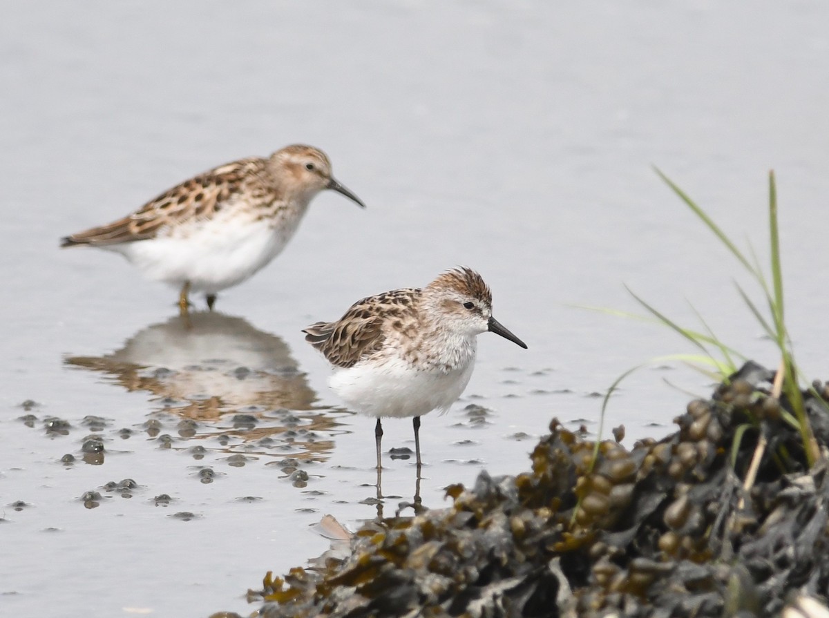 Semipalmated Sandpiper - Peter Paul