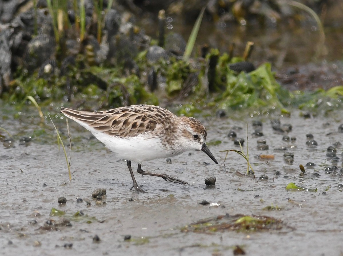 Semipalmated Sandpiper - Peter Paul