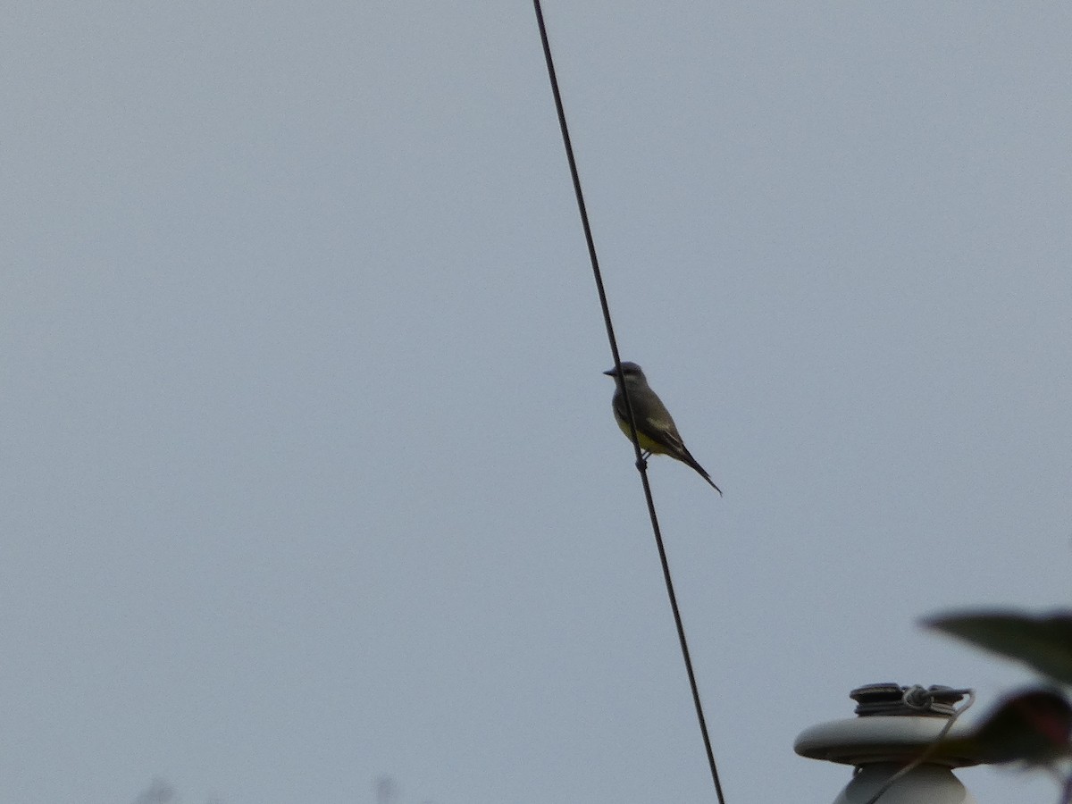 Cassin's/Western Kingbird - ML619188723