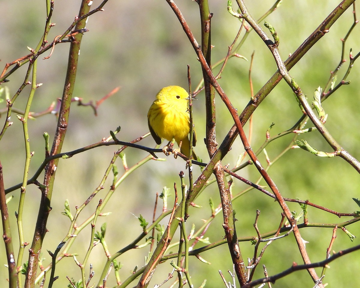 Yellow Warbler - David Edwards