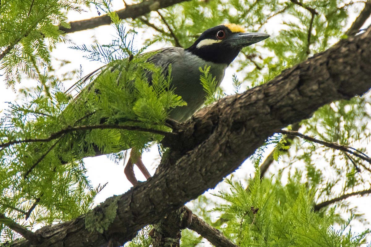 Yellow-crowned Night Heron - Dale Bargmann