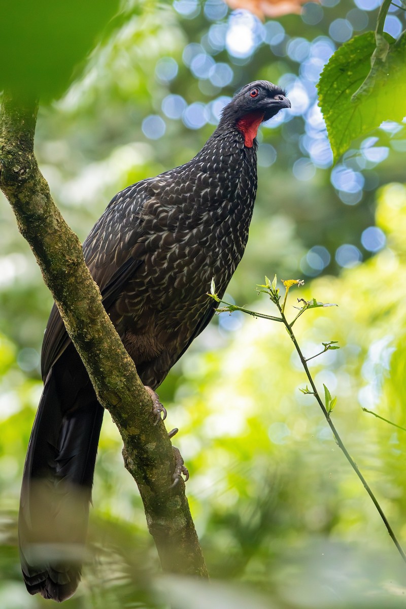 Dusky-legged Guan - Gabriel Bonfa