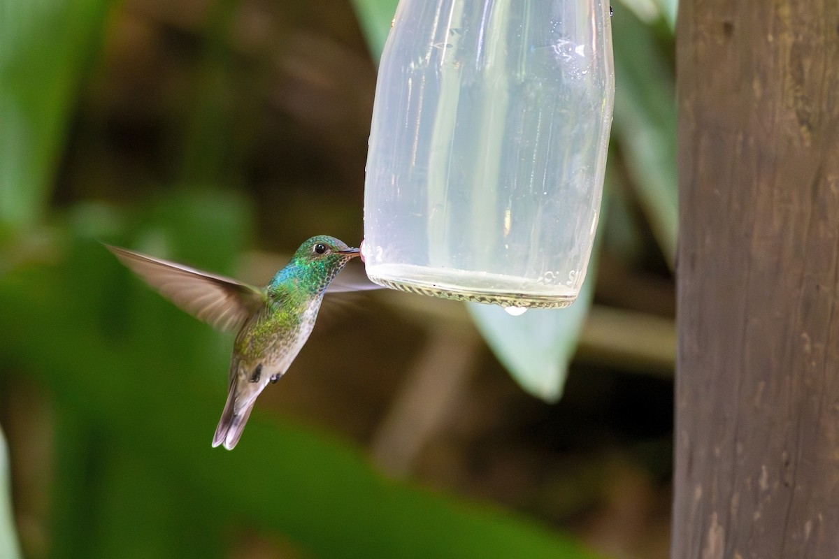 tupikolibri - ML619188766