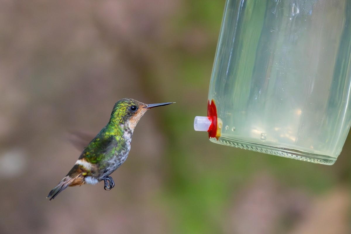 Frilled Coquette - ML619188776