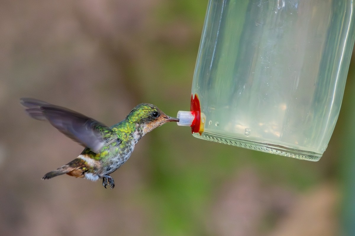 Frilled Coquette - Gabriel Bonfa