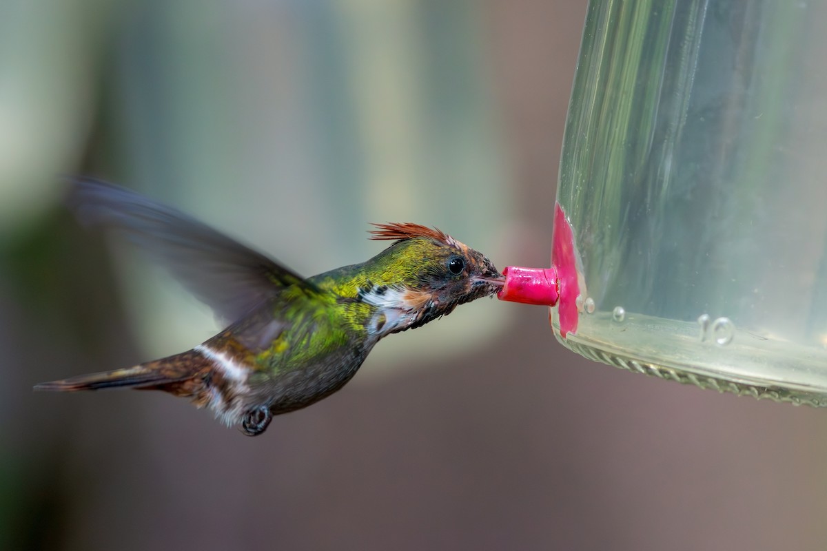 Frilled Coquette - ML619188778