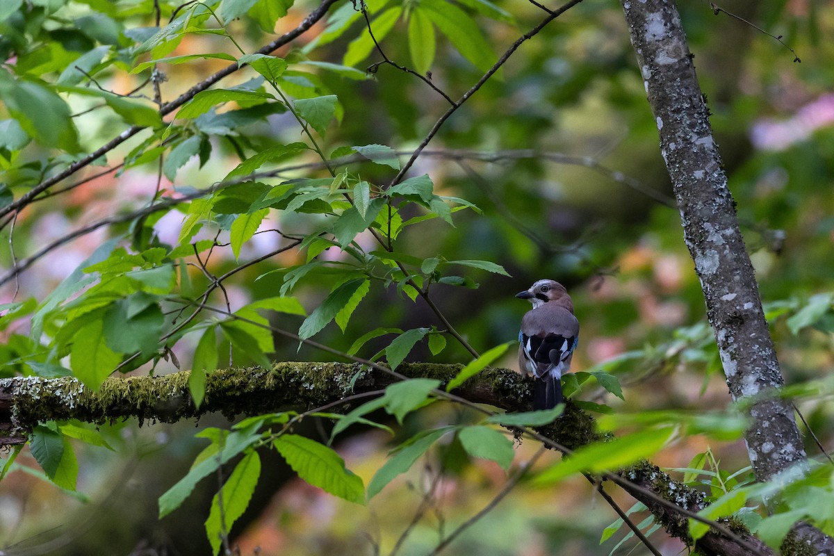 Eurasian Jay - ML619188779